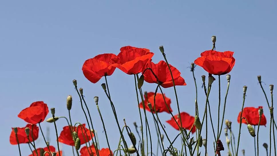 Красный мак 9 мая. Мак памяти. Мак день памяти. Красные маки день победы. Мак памяти.