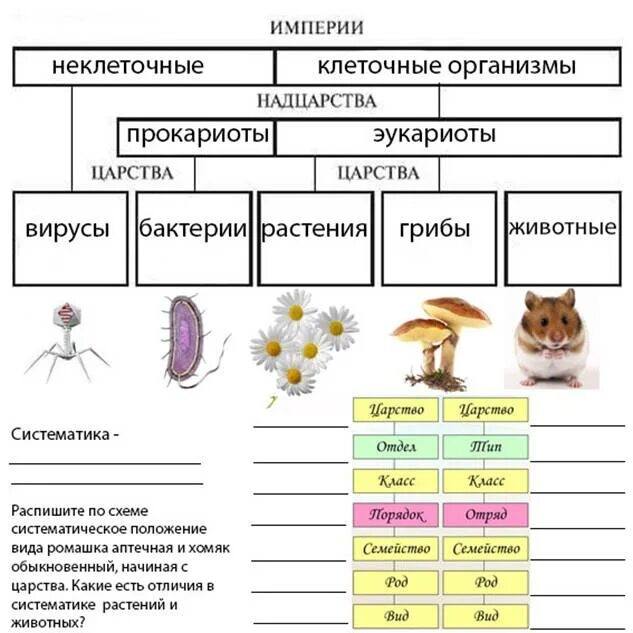 Систематика организмов биология. Классификация живых организмов биология схема. Классификация царства животных 5 класс биология. Биология 9 класс таблица царство. Систематика царства растений таблица.