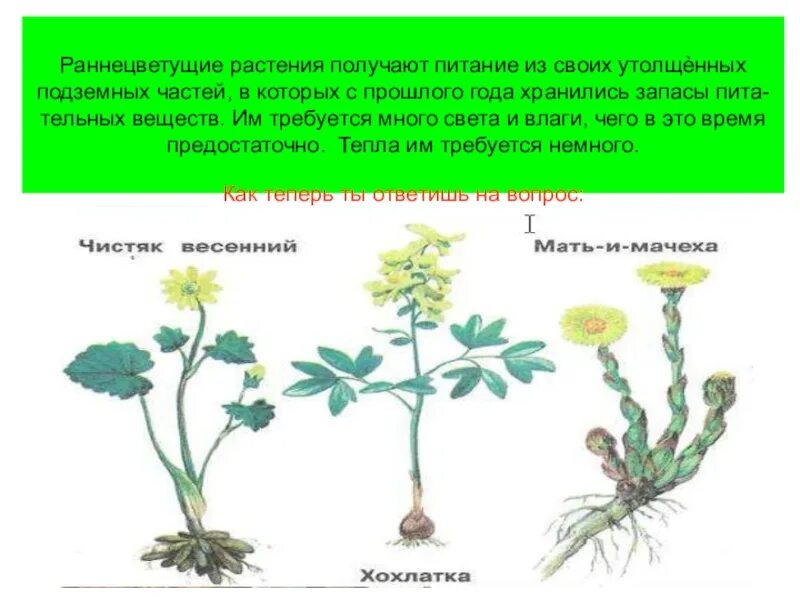 Какие условия необходимы для раннецветущих растений. Раннецветущие растения окружающий мир 2 класс. Ране цветущие растение. Ранне цветущее растения. Раннецвктущик растения.