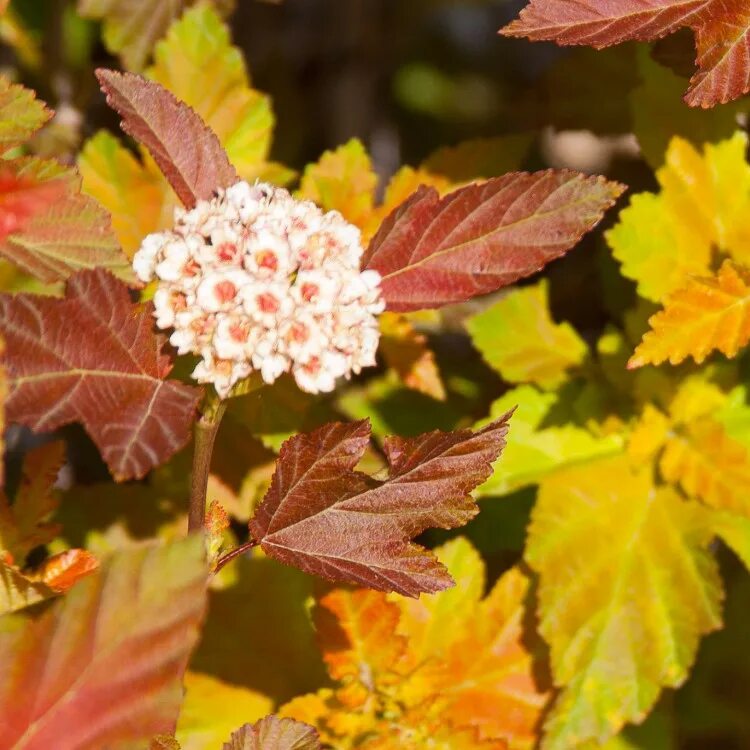 Пузыреплодник эмбер. Пузыреплодник amber jubilee. Пузыреплодник эмбер. Пузыреплодник калинолистный amber jubilee. Пузыреплодник эмбер джубили.