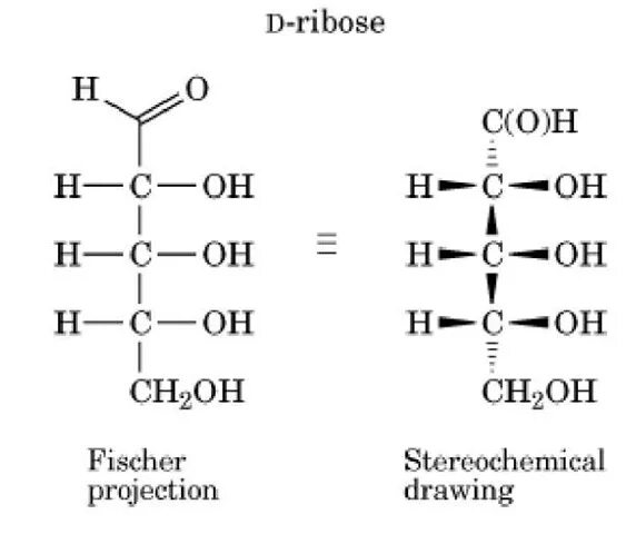 Рибоза формула Фишера. Формула рибозы по Фишеру. Проекционная формула Фишера рибозы. Рибоза проекция Фишера. Название рибоза