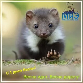 Куница похожие животные