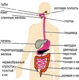 Список органов пищеварительной системы