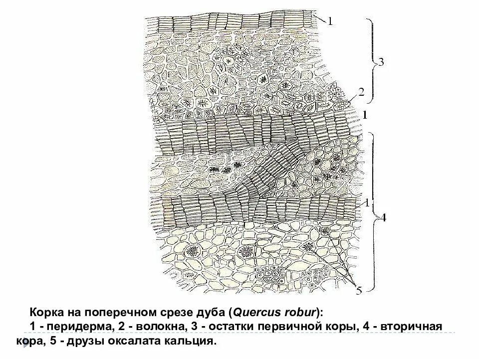 Данные поперечного среза. Поперечный срез коры дуба. Поперечный срез корки дуба. Корка покровная ткань.