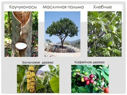 Влажные экваториальные леса какие деревья