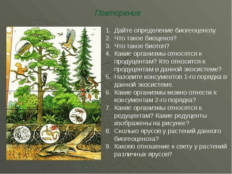 Биоценоз смешанных лесов. Ярусность лесной экосистемы. биоценоз биогеоценоз экосистема. структура экосистемы леса. биоценоз елового леса.