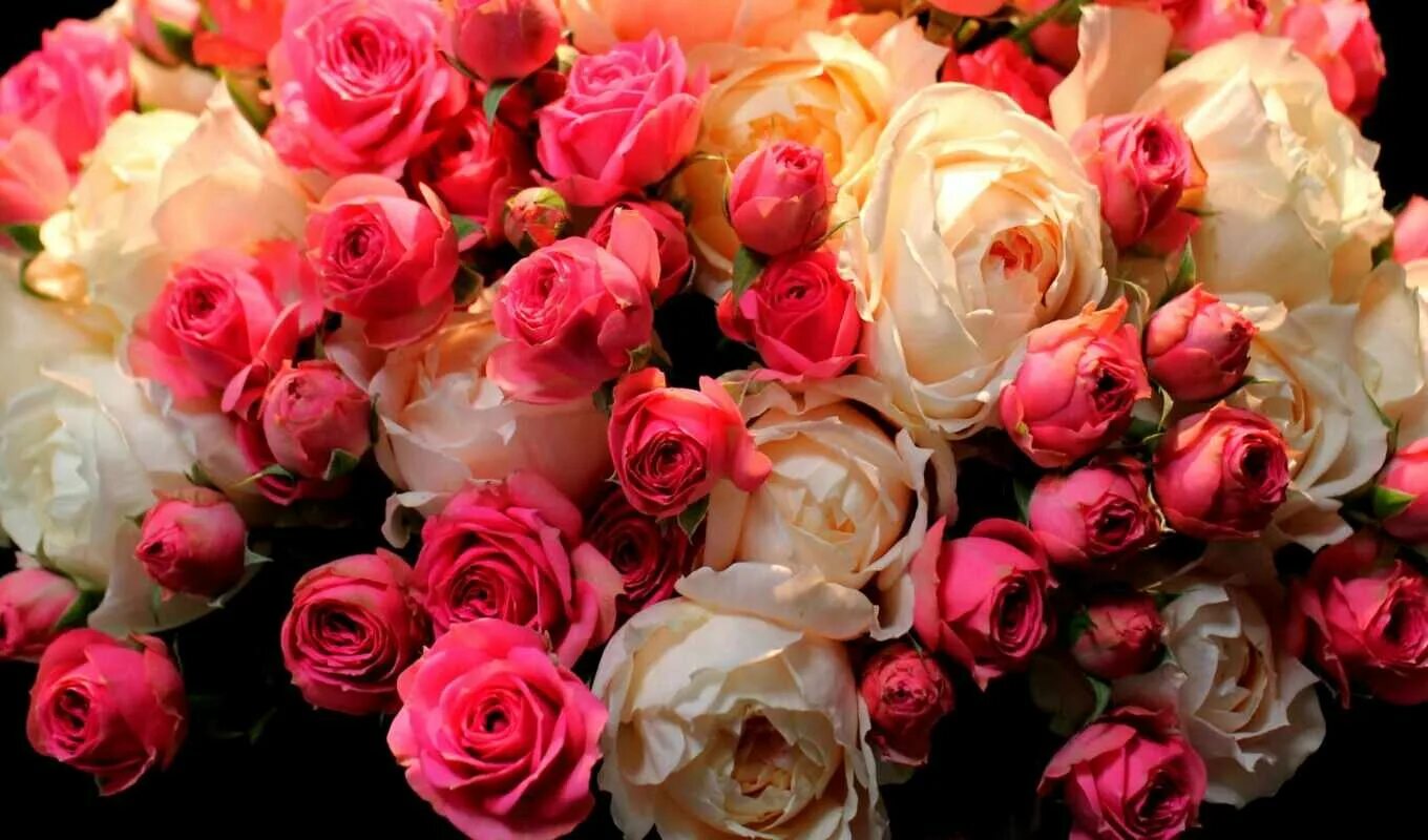 Много роз красивых. Букет шикарный. Шикарный букет роз. Яркие розы. Огромный букет цветов.