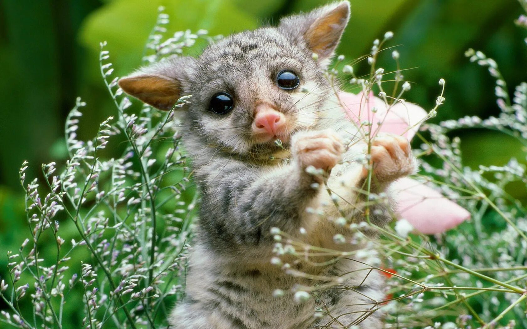 Как зовут всех улыбающихся зверят. Зеленый Кольцехвостый поссум. Лисий кузу. Австралийская сумчатая крыса. Маленькие сумчатые.