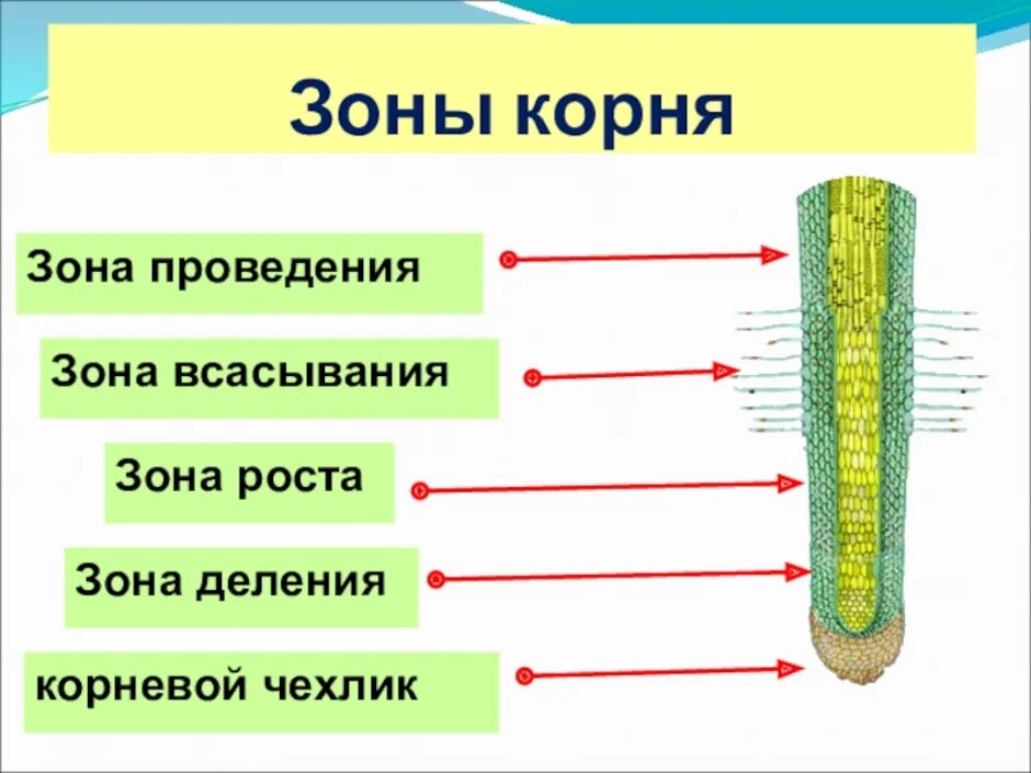 Установите последовательность роста корня. Зоны корня биология 6. Корневой чехлик зона роста зона всасывания зона проведения. Зоны корня 6 класс биология. Биология рисунок зоны корня.