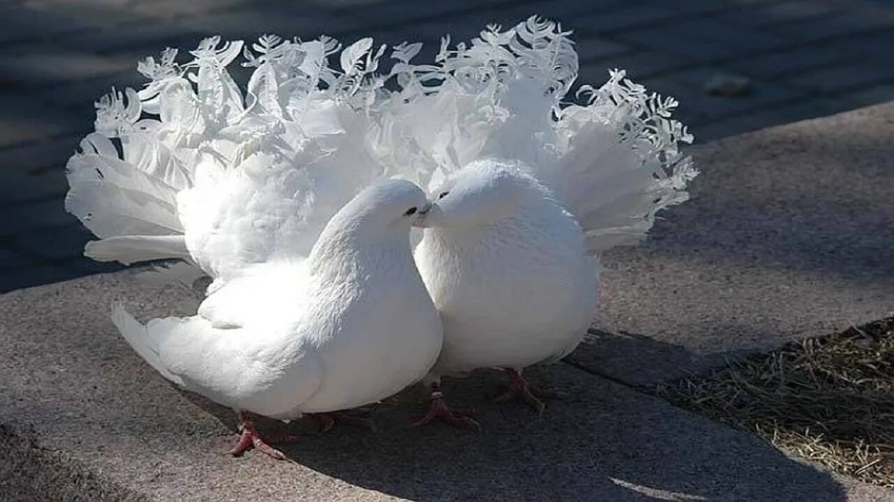 Пара голубей. Два голубя. Два белых голубей. Белый голубь. Красивый белый голубь.