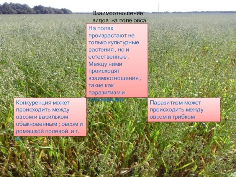 Видовое разнообразие луга. Видовое разнообразие поля. Экосистема пшеничного поля. Видовое разнообразие агроценоза пшеничного поля. Видовое разнообразие в поле примеры.