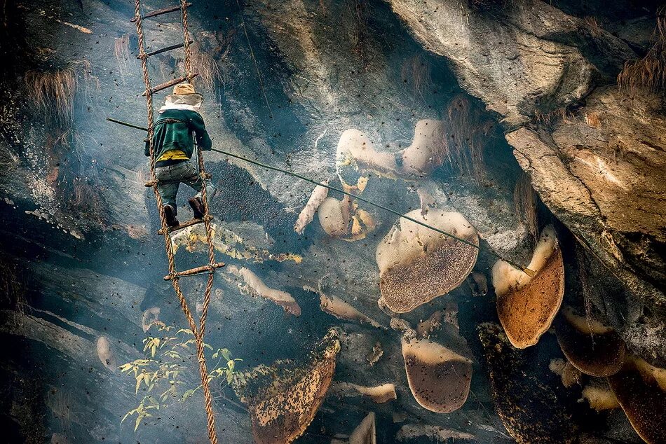 Собирают в пещерах. Собирают в пещерах. Сборщик меда испания мезолит. Пещера скэришоара. Пещеры в которых живут китайцы.