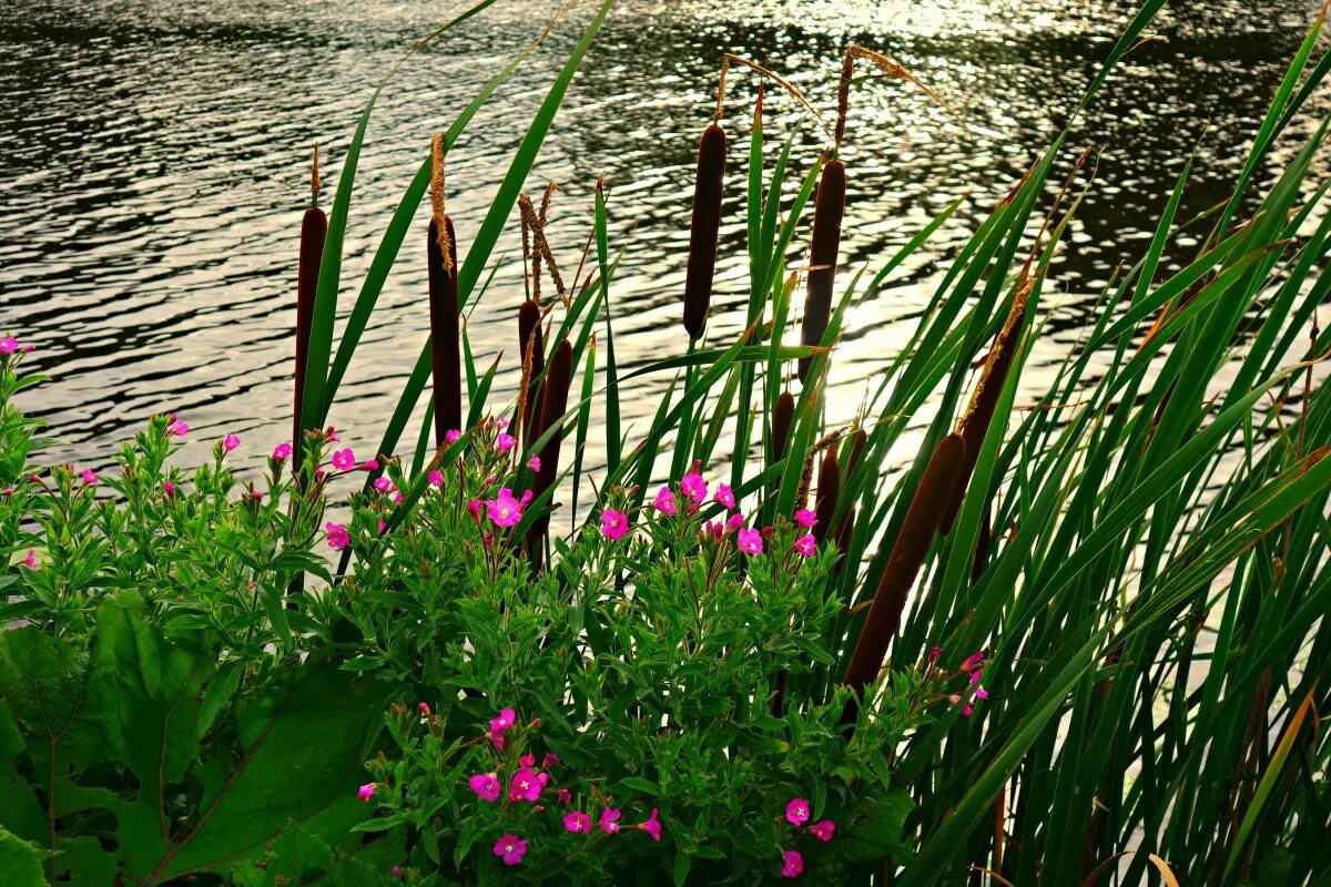 Растения в реках и озерах. Рогоз Озерный. Прибрежный рогоз. Рогоз гигрофит. Рогоз, тростник, Сусак.