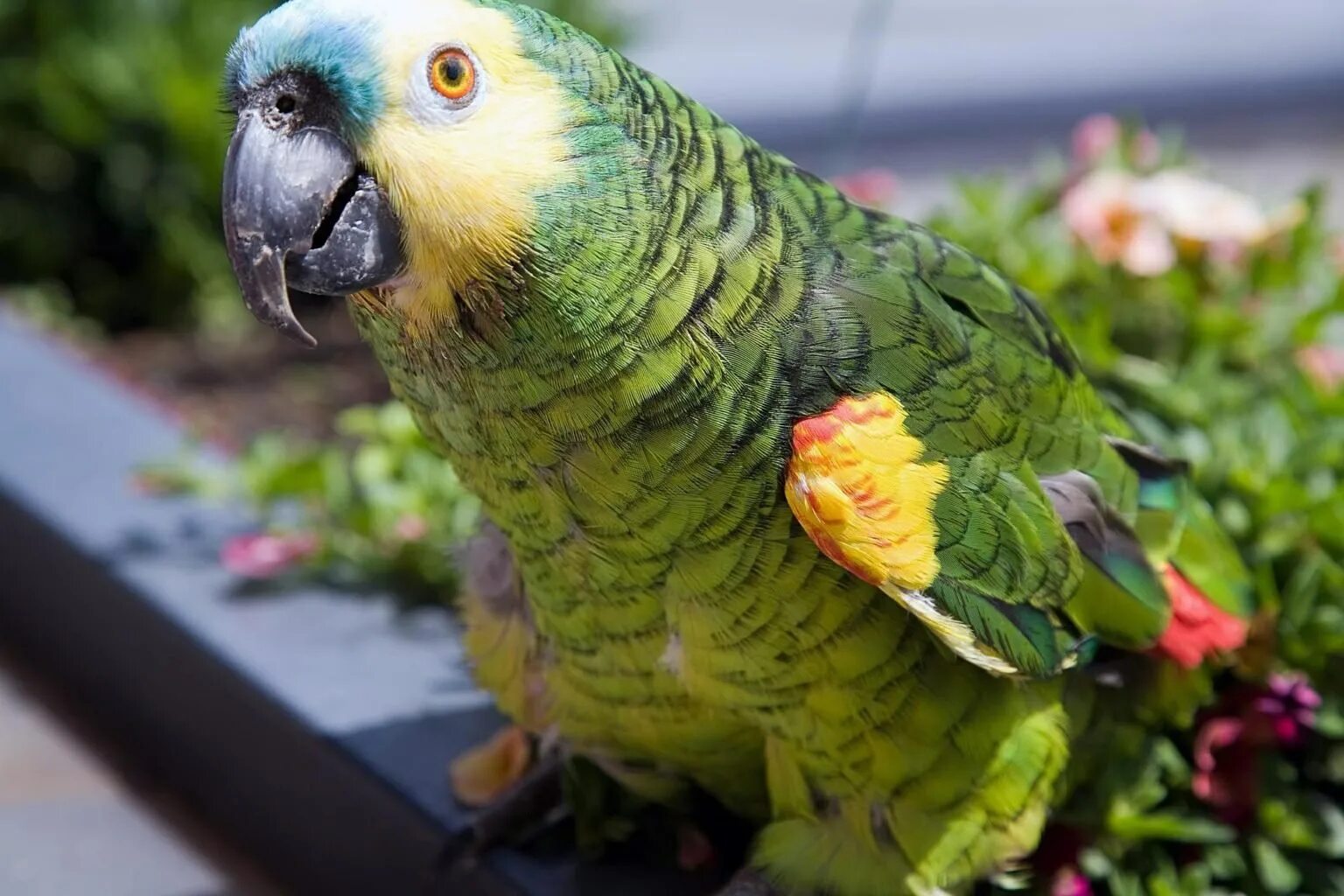 Curl parrot