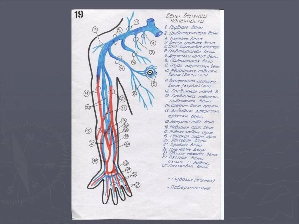 Вена верхней конечности. Артериальная система верхних конечностей. Кровоснабжение верхней конечности рисунок. Поверхностные вены верхней конечности.