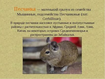 Известно что песчанка обыкновенная мелкий грызун питающийся