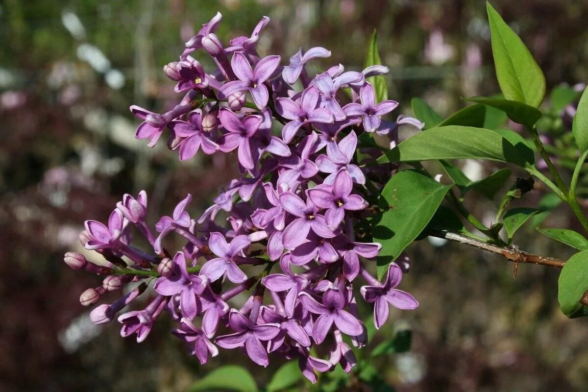 Сирень syringa. Сирень Персидская (Syringa persica). Сирень Персидская — Syringa persica l.. Сирень венгерская Персидская.