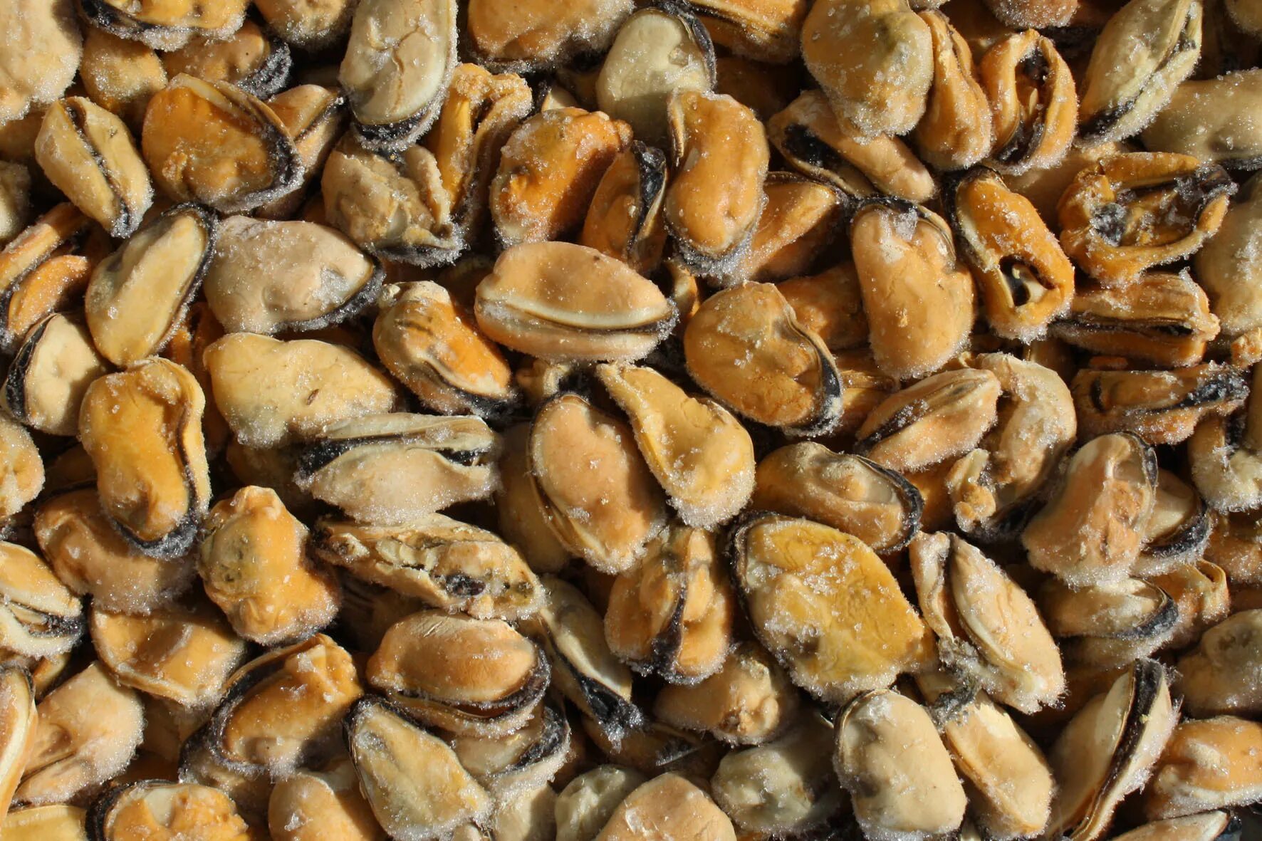 Мидии 200/300. Мидии в створках в собственном соку agama. Мидии мороженные. Мидии 100/200. Мидии чилийские вичи 200 гр.