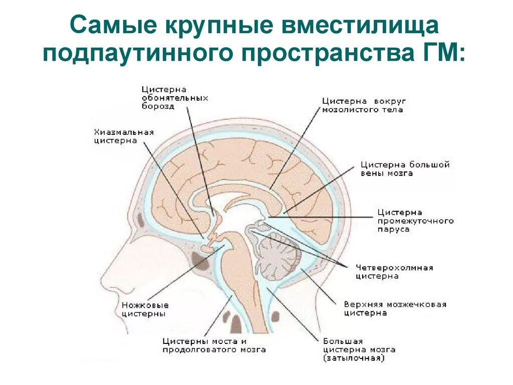 Цистерны подпаутинного пространства головного мозга. Схема путей циркуляции спинномозговой жидкости. Циркуляция ликвора анатомия схема. Субарахноидальное пространство головного мозга. Длинные отростки головного мозга