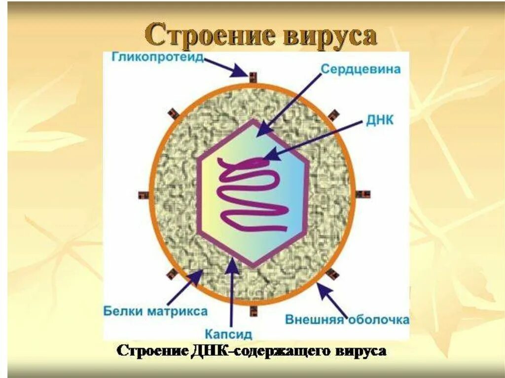 Характеристика строения вирусов. Строение вируса биология 10. Строение ДНК вируса. Вирус генетическое строение. Царство вирусы строение.