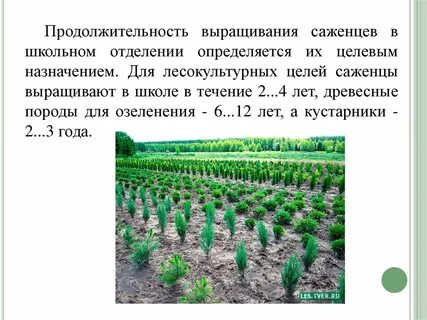 Особенности выращивания