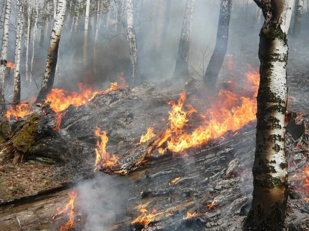 Угроза лесных пожаров