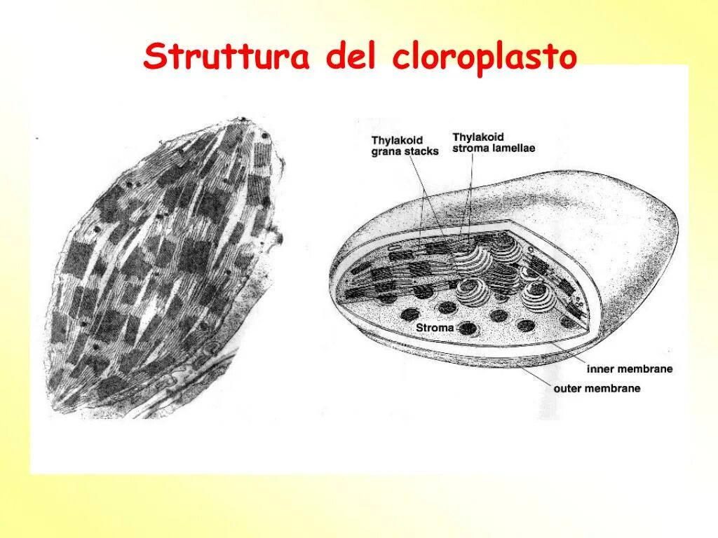 хлоропластылектронная микроскопия. пропластиды электронная микрофотография хлоропластов. электронная микрофотография хлоропласта. пластиды электронная микрофотография. микрофотографии органоидов клетки.