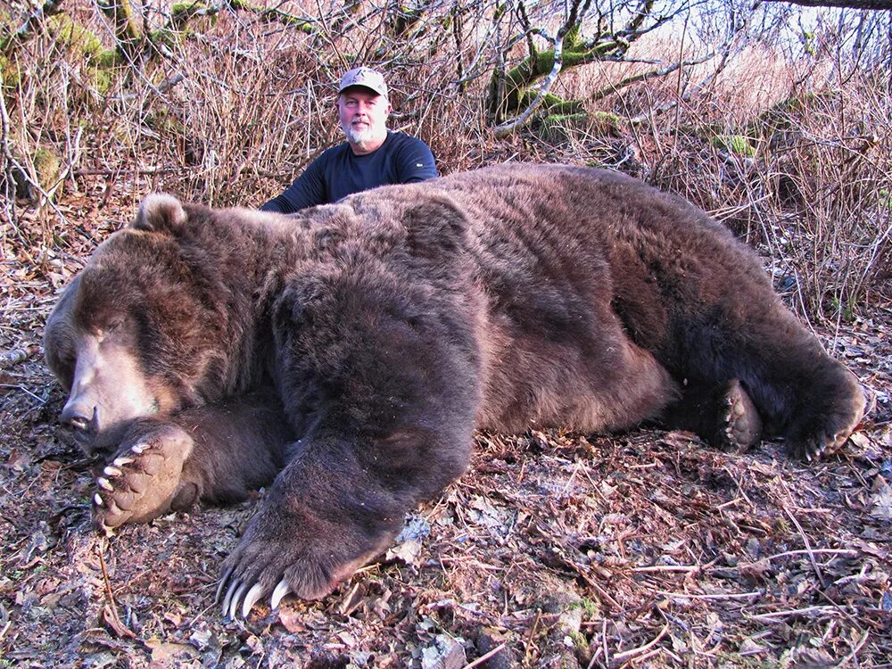 Какой медведь сильнее. Бурый медведь Кадьяк. Большой бурый медведь Кадьяк. Медведь Кадьяк самый большой в мире. Кадьяк медведь и Гризли.