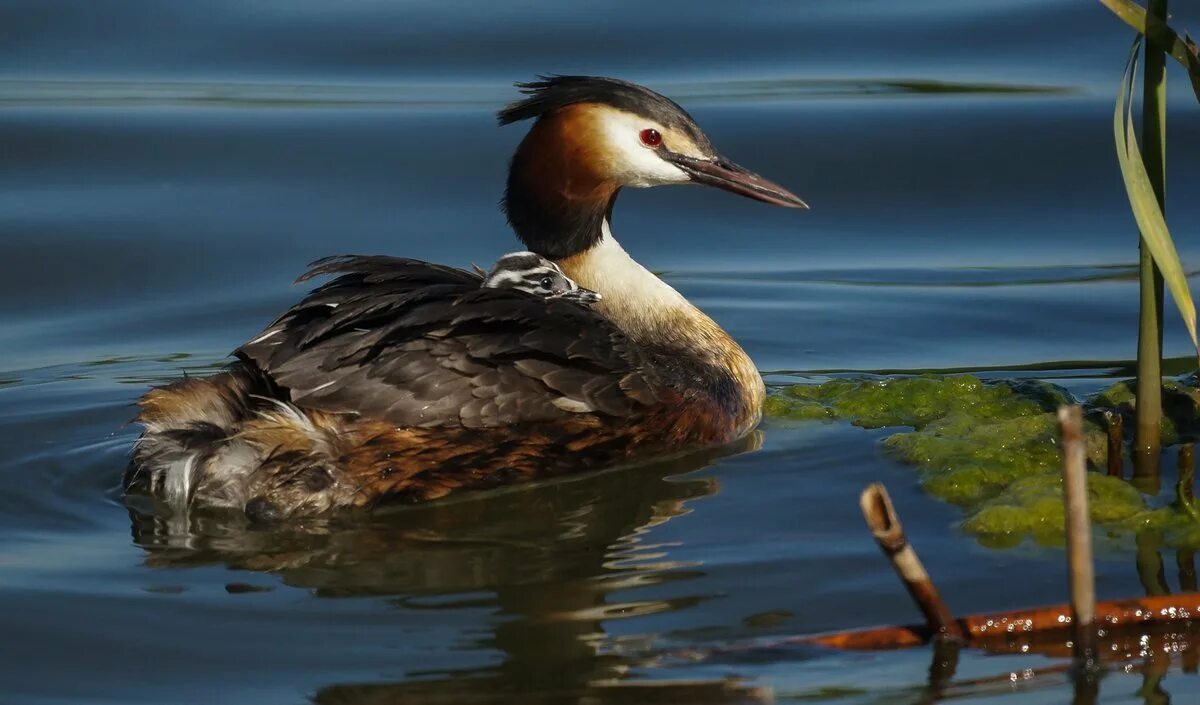Водоплавающей птицей является