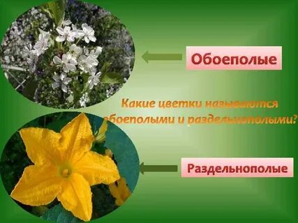 Раздельнополые это