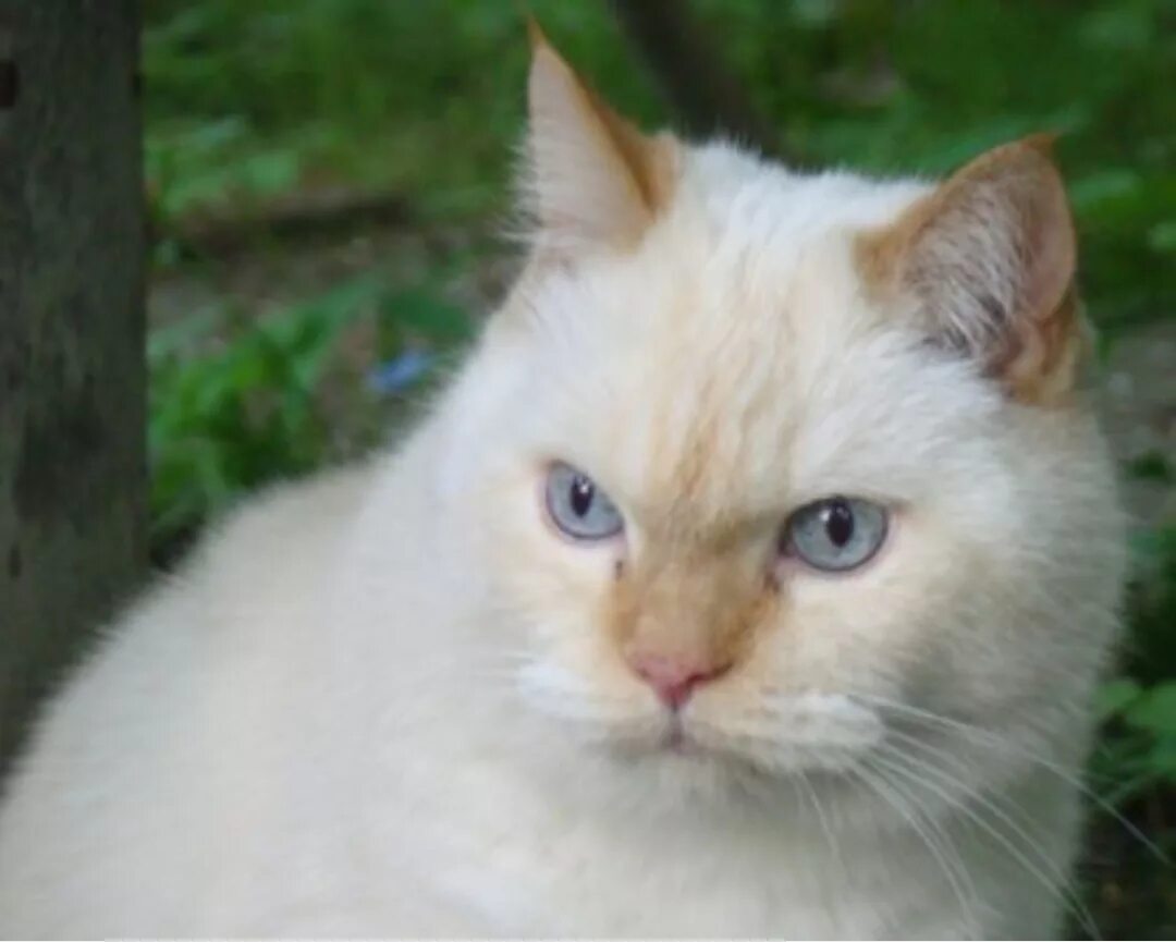 Порода кошек белые с рыжими ушами. Сиамский ред Пойнт. Белый кот с рыжими ушами. Бело-рыжего голубоглазого кота. Ред Пойнт кот с голубыми глазами.