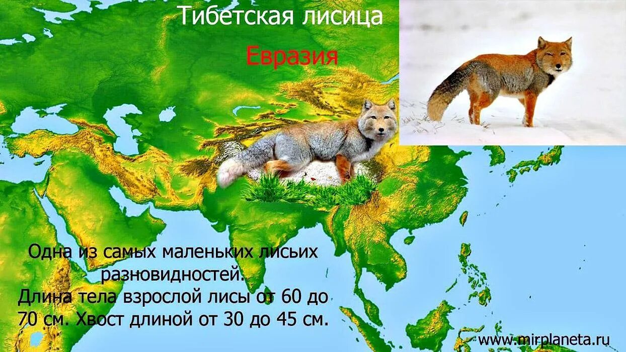 Меняет ли лиса место обитания. Тибетская лиса. места обитания лисиц. место обитания лисицы обыкновенной. карта обитания лис.