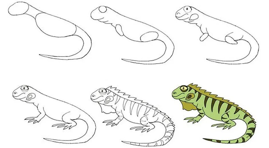 Рисование рептилий. Пошаговое рисование ящерицы. Поэтапное рисование ящерицы. Поэтапное рисование рептилии.