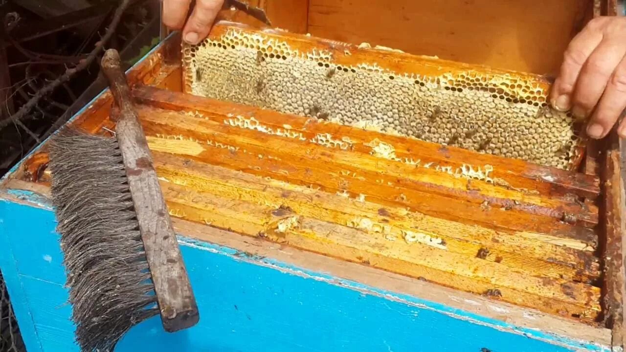 Медогонка с медом. Центрифуга для откачки меда. Качка меда. Откачка меда на пасеке. Пчеловод с медогонкой.