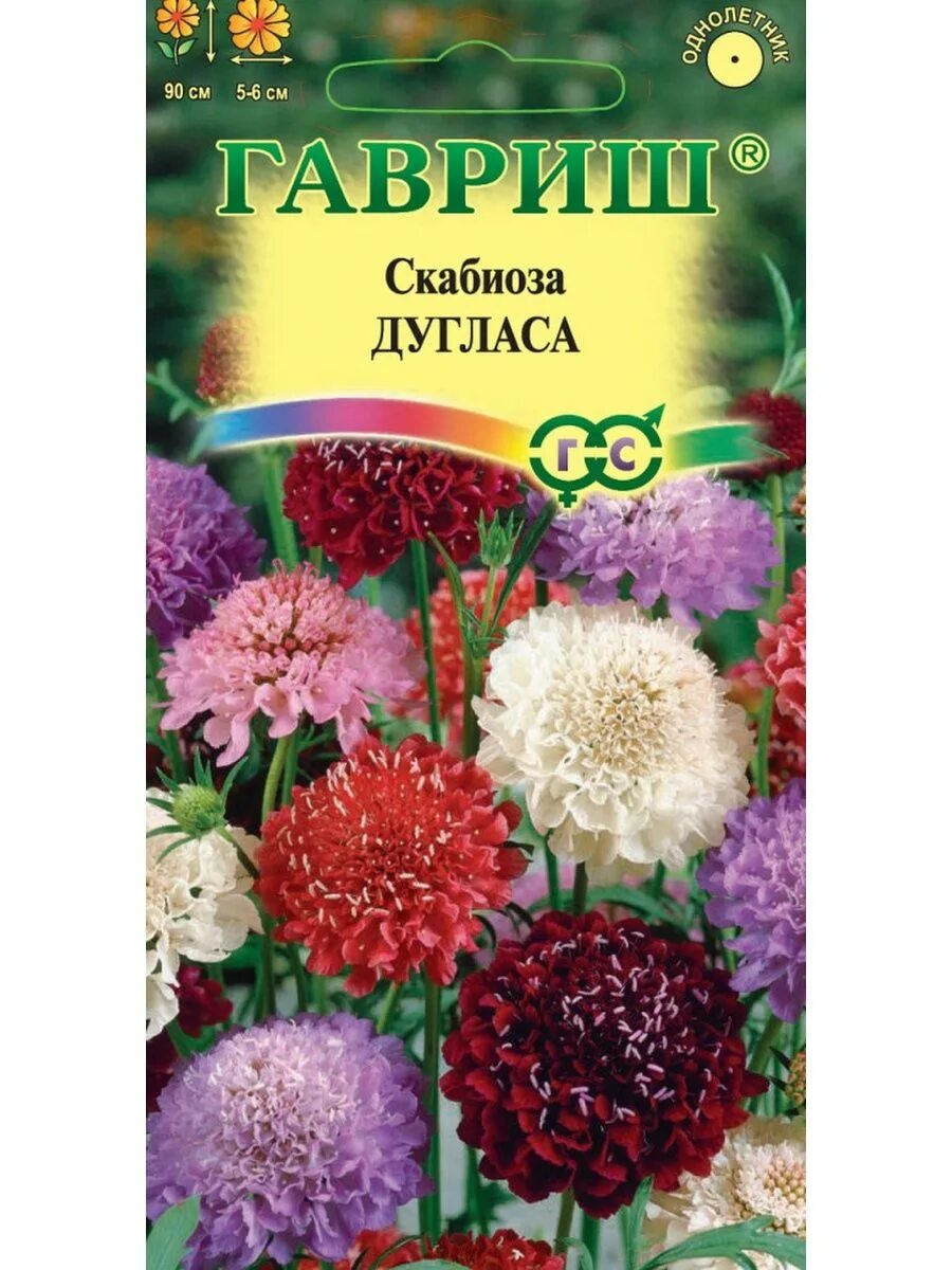 Скабиоза купить семена. Скабиоза махровая пурпурная. Скабиоза пурпурная хрусталь махровая. Скабиоза Гавриш. Скабиоза однолетник.