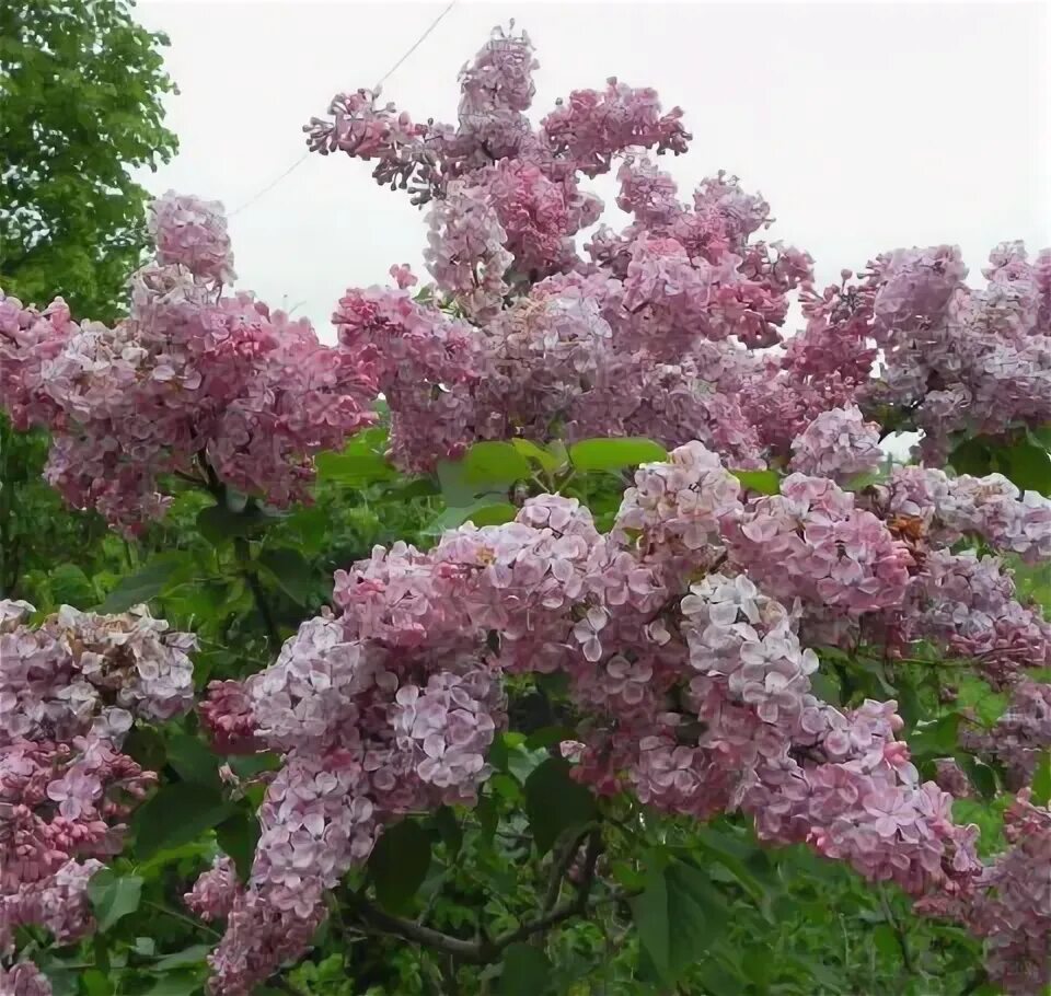 Сирень мулатка фото. Сирень обыкновенная mulatka. Syringa vulgaris мулатка. Сирень гиацинтоцветная мулатка. Сирень обыкновенная мулатка Syringa vulgaris mulatka.