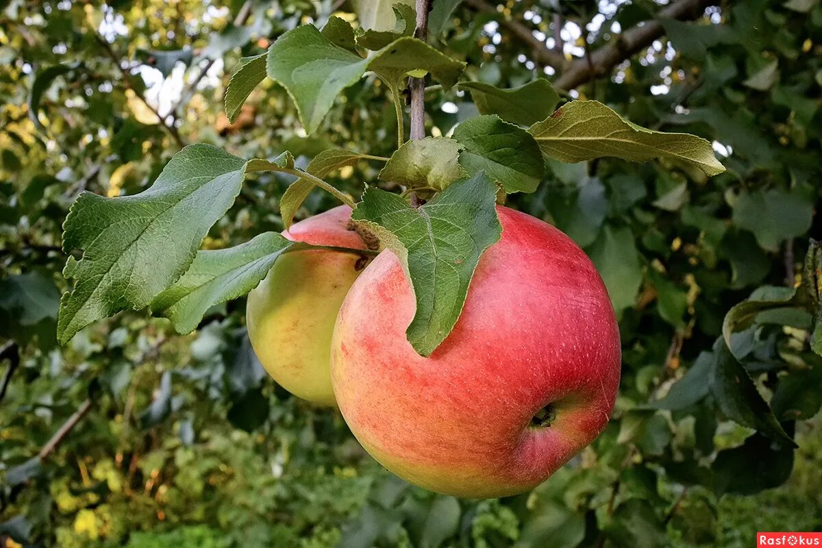 Яблоня Альва. Яблоня Чадел. Яблоня сорта Альва. Яблоня Malus domestica.