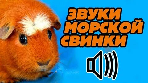 Странные звуки морских свинок
