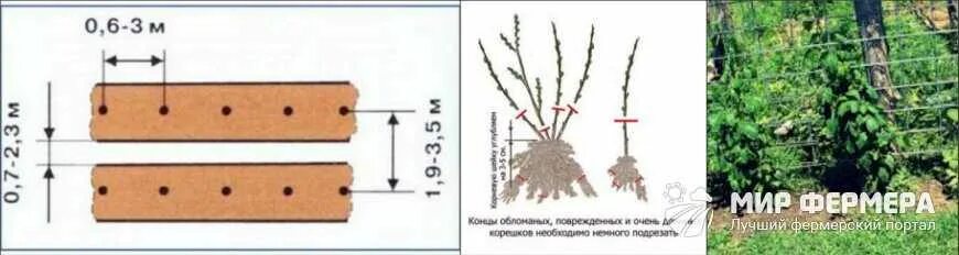 Ежевика прямостоячая схема посадки. Посадка ежевики схема посадки. Схема посадки саженцев ежевики. Схема посадки малины.