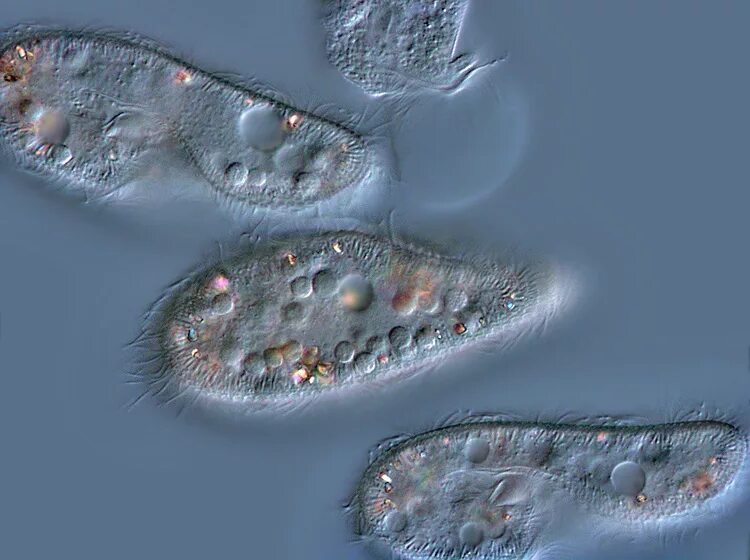 Микроб инфузория туфелька. Инфузория туфелька Paramecium caudatum. Инфузориятуфелька Paramaeciumcaudatum. Жизнедеятельности инфузории туфельки