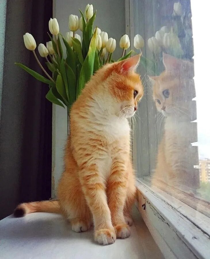 Доброе весеннее утро с котятами. Рыжий котенок у окна. Рыжий котёнок на подоконнике. Коты весной.
