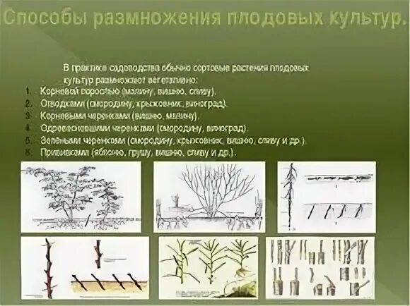 Способы вегетативного размножения деревьев