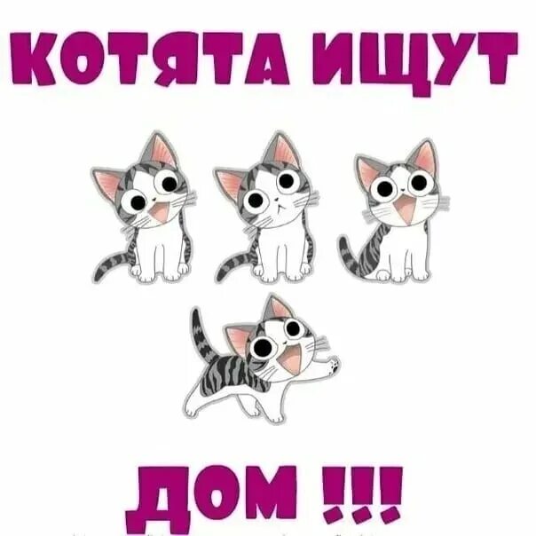 Кот нашел друга. Котята ищут дом. Котята ищут дом объявление. Коты ищут дом. Котенок ищет дом надпись.