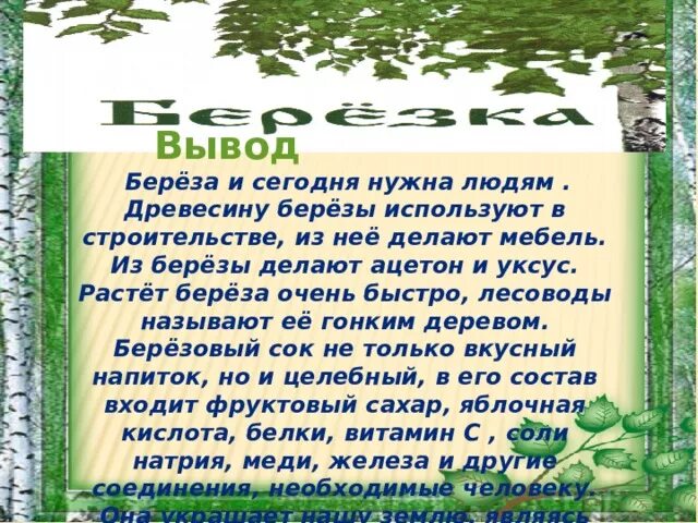 Береза в странах растет береза. Береза символ России. Береза символ России заключение. Берёза как символ России вывод. Берёза очень быстро растет.