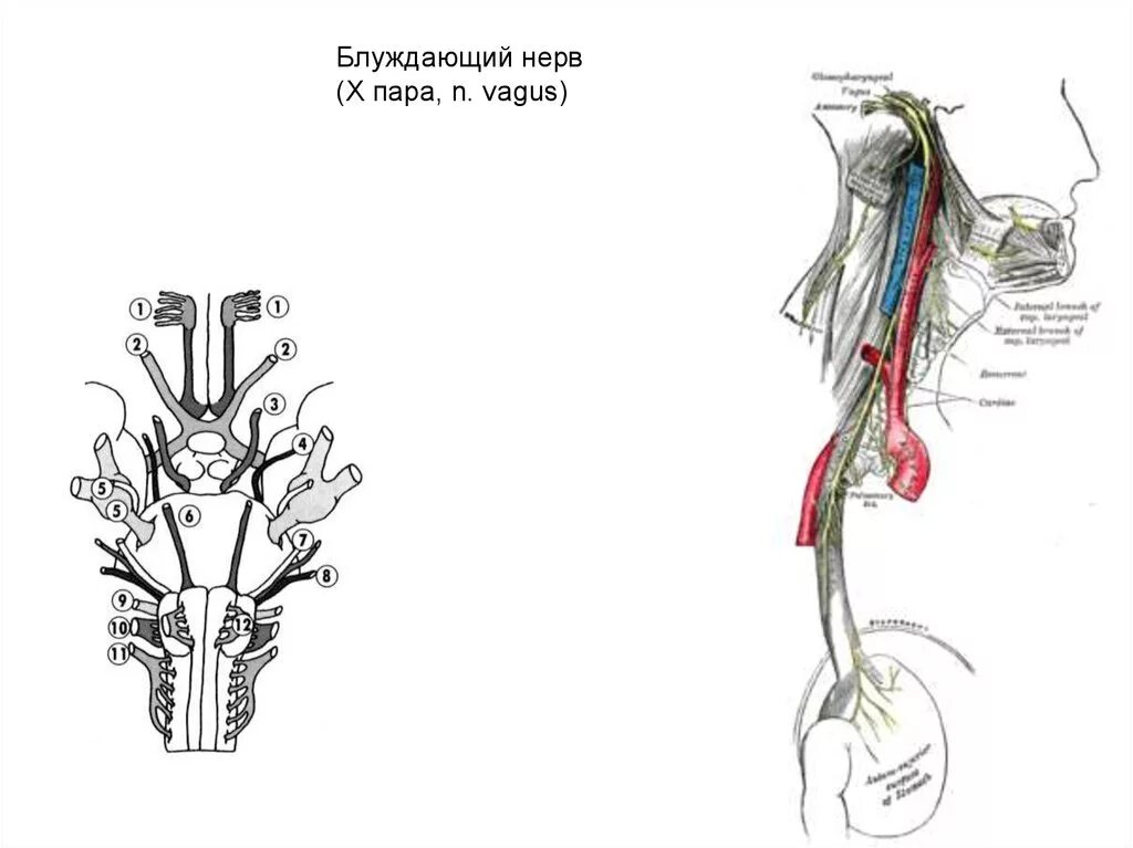 Блуждающий нерв рисунок. Блуждающего нерв (вагус). Вагус нерв анатомия схема. Нерв Vagus схема. 10 Пара блуждающий нерв схема.