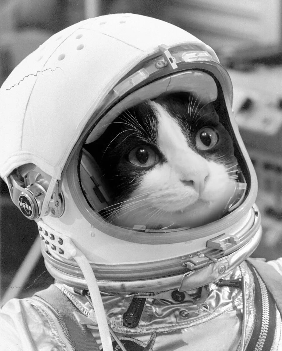 Кошка Фелисетт в космосе. Первая кошка космонавт Фелисетт. Кот в скафандре. Космо коты. 1 кошка в космосе