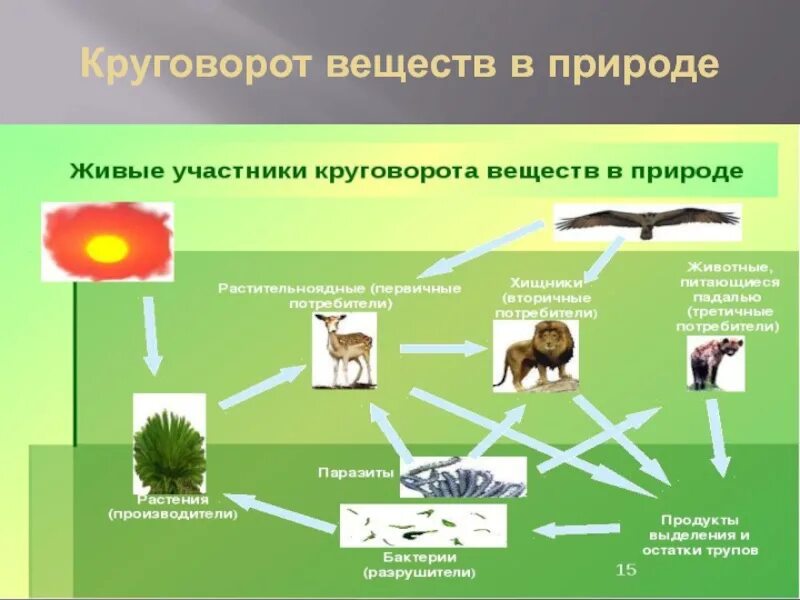 Источником энергии для жизни организмов является. Круговорот веществ в природе биология пятый класс. Круговорот веществ в природе 5 класс биология схема. Круговорот веществ в природе 6 класс биология. Биология 5кл круговорот веществ в природе.