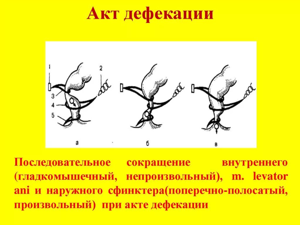 Дефекация 1. Акт дефекации. Акт дефекации произвольный и непроизвольный. Акт дефекации схема.