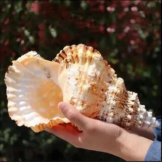 Крупная ракушка