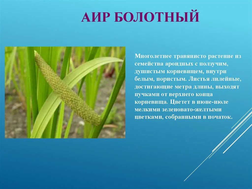 Показать аир болотный. Аир болотный цветы. Корневища аира болотного. Растение аир болотный. Корневище аира болотного характеристики.